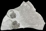 Small Elrathia Trilobite Multiple - Utah #71045-1